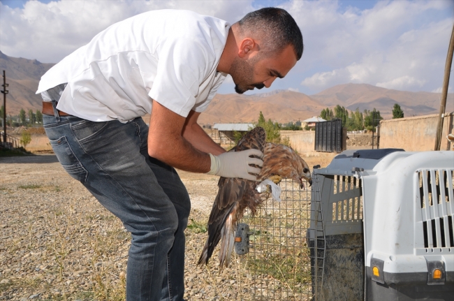Hakkari'de veteriner hekim yabani hayvanlara şifa dağıtıyor